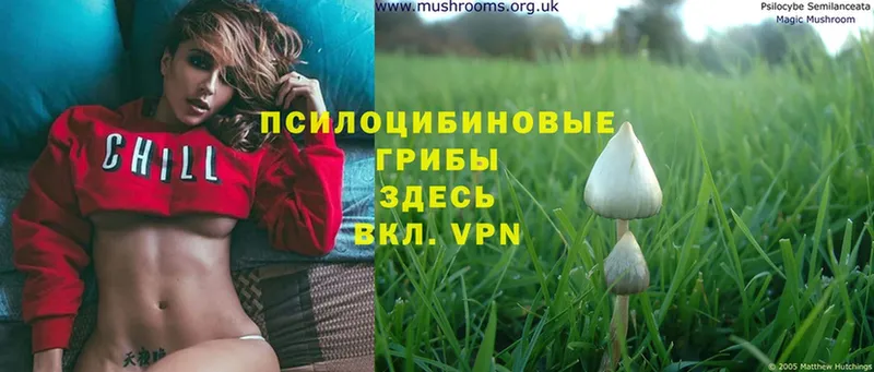 Галлюциногенные грибы Psilocybe  Ленинск-Кузнецкий 